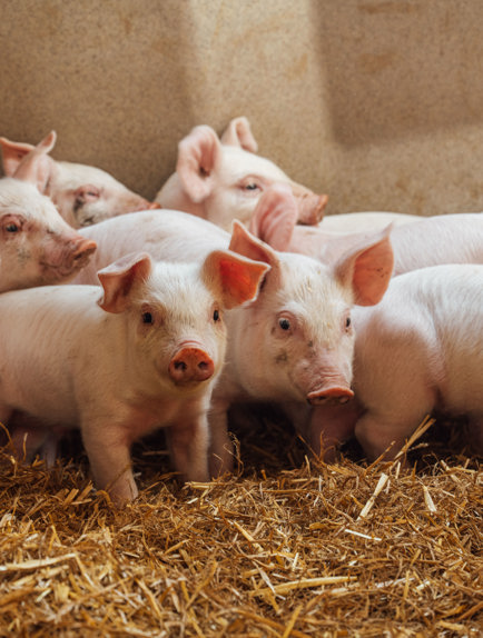 ACI Swannington Farm Visit 20